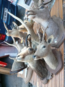 Deer Trophies