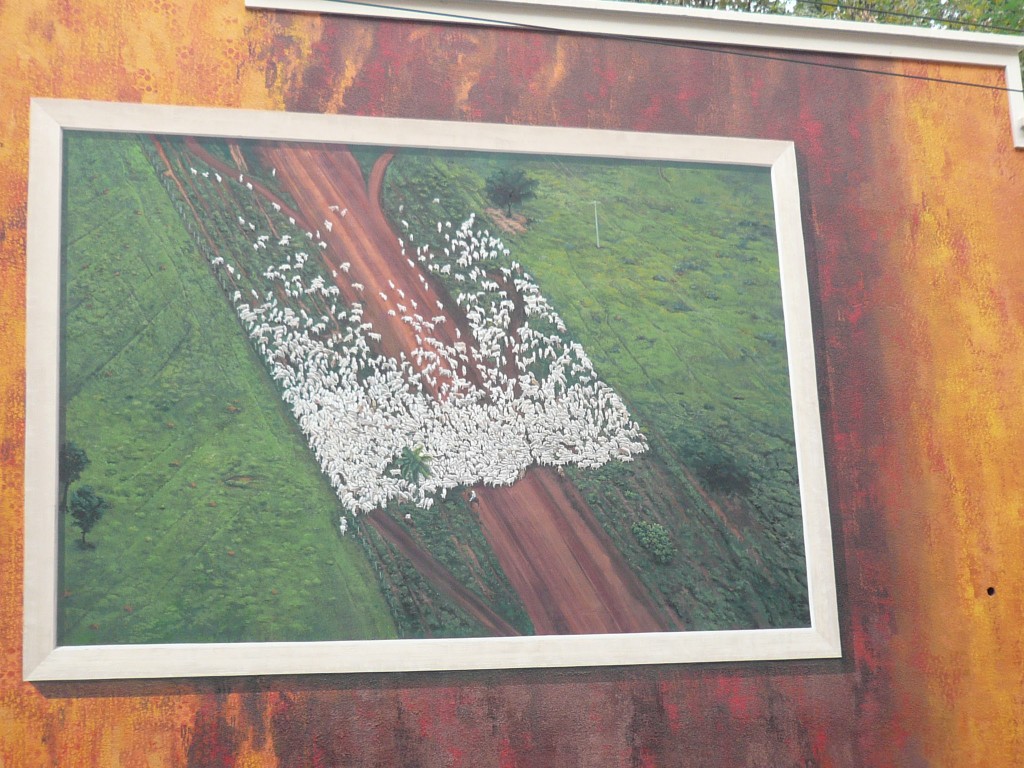 Lyon, aerial view of Mato Grosso in Brazil, with cow herds